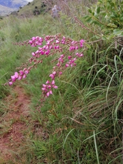 Pseudarthria hookeri