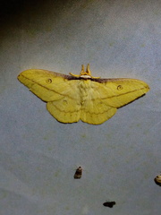 Neodiphthera papuana