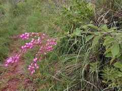 Pseudarthria hookeri