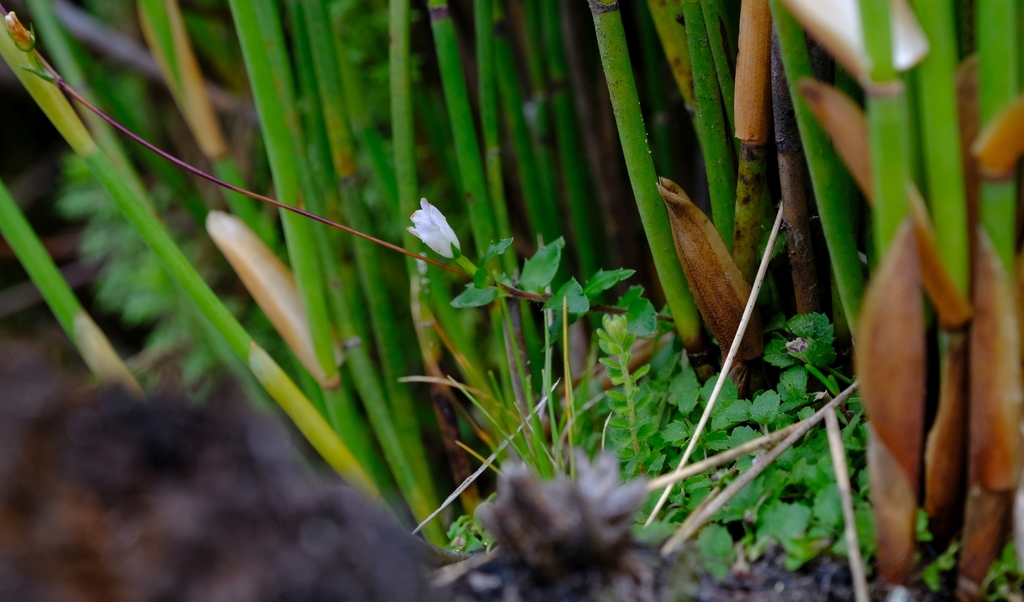 Prismatocarpus debilis