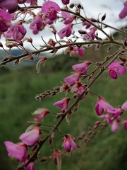 Pseudarthria hookeri