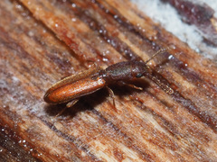 Silvanus unidentatus