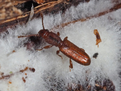 Silvanus unidentatus