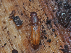 Silvanus unidentatus