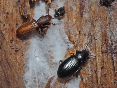 Silvanus unidentatus