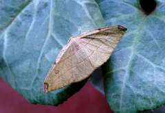 Hypochrosis hyadaria