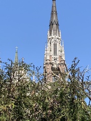 Mimus saturninus