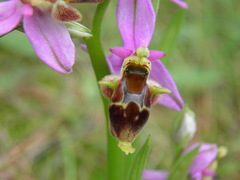 Ophrys heldreichii