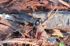 Gryllus lineaticeps