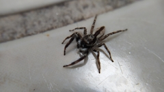 Menemerus bivittatus