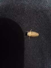 Sordana sordida