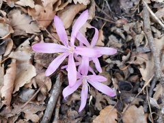 Colchicum bulbocodium
