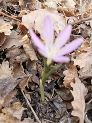 Colchicum bulbocodium