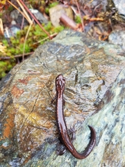 Plethodon elongatus