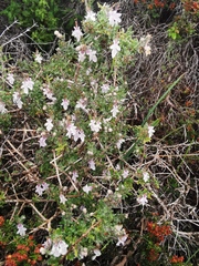Teucrium brevifolium