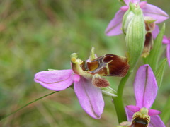 Ophrys heldreichii