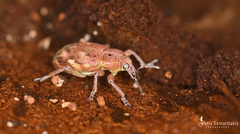 Coniatus tamarisci