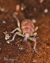 Coniatus tamarisci