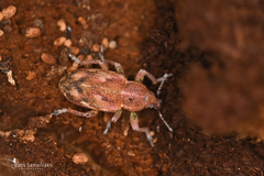 Coniatus tamarisci