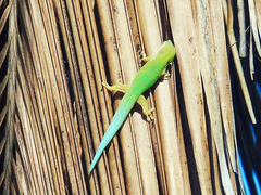 Phelsuma dubia