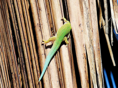 Phelsuma dubia