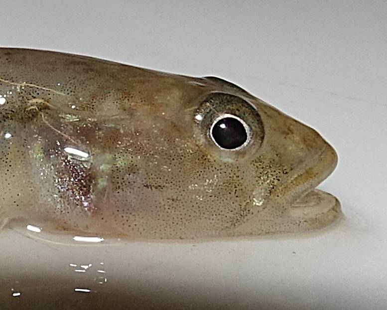 Southwest Goby