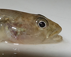 Afurcagobius suppositus