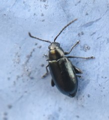 Phyllotreta nigripes