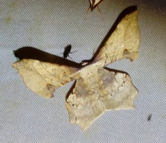 Xylinophylla maculata