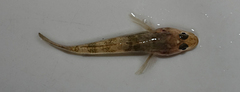 Afurcagobius suppositus