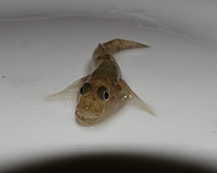 Afurcagobius suppositus