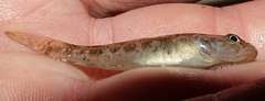 Afurcagobius suppositus