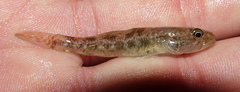 Afurcagobius suppositus
