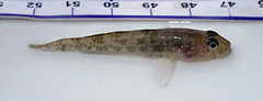 Afurcagobius suppositus