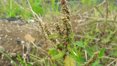 Amaranthus