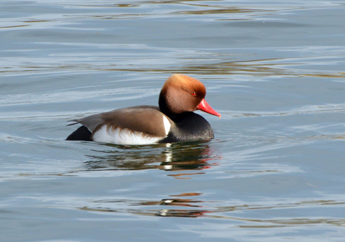 Pato colorado (Netta rufina)