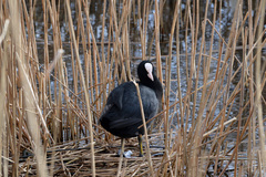 Fulica atra