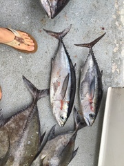 Thunnus atlanticus