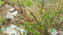 Amaranthus