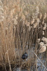 Fulica atra