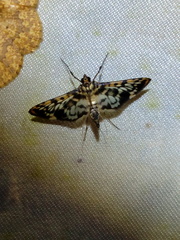 Rhimphalea sceletalis