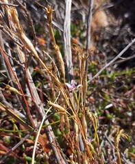 Dianthus albens