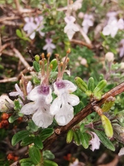 Teucrium brevifolium