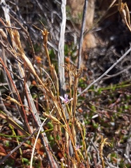 Dianthus albens