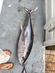 Thunnus albacares