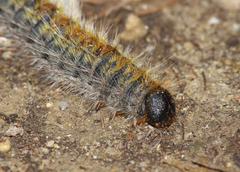 Thaumetopoea pityocampa