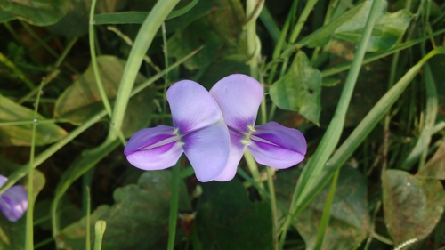 Image of Vigna unguiculata by no rights reserved