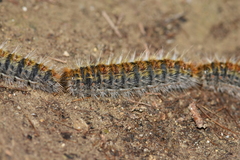 Thaumetopoea pityocampa