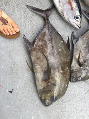 Caranx lugubris