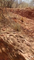 Caralluma adscendens